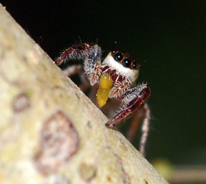 Vegetarian Spider "Bagheera kiplingi"