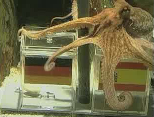 Paul the Octopus