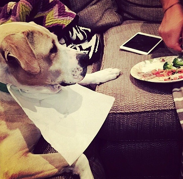 Kaley Cuoco-Sweeting dog bibs instagram